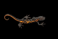 85829 Triturus carnifex (Tritone crestato Italiano, ventre)